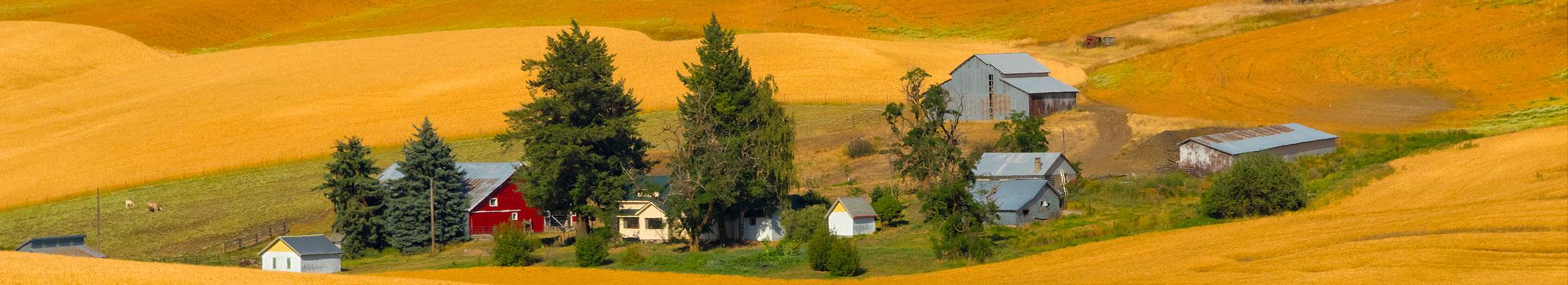 Wheat farm Eastern Washington