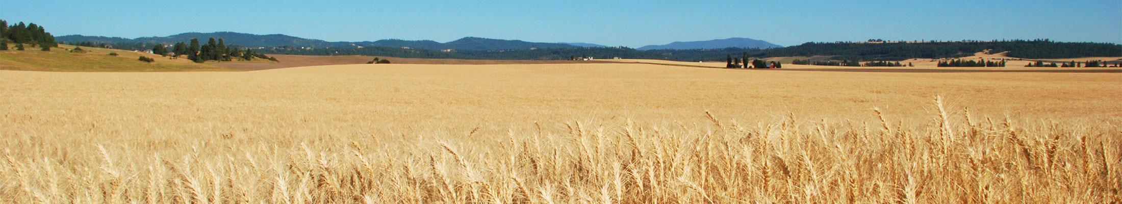 Wheat fields outside Spokane